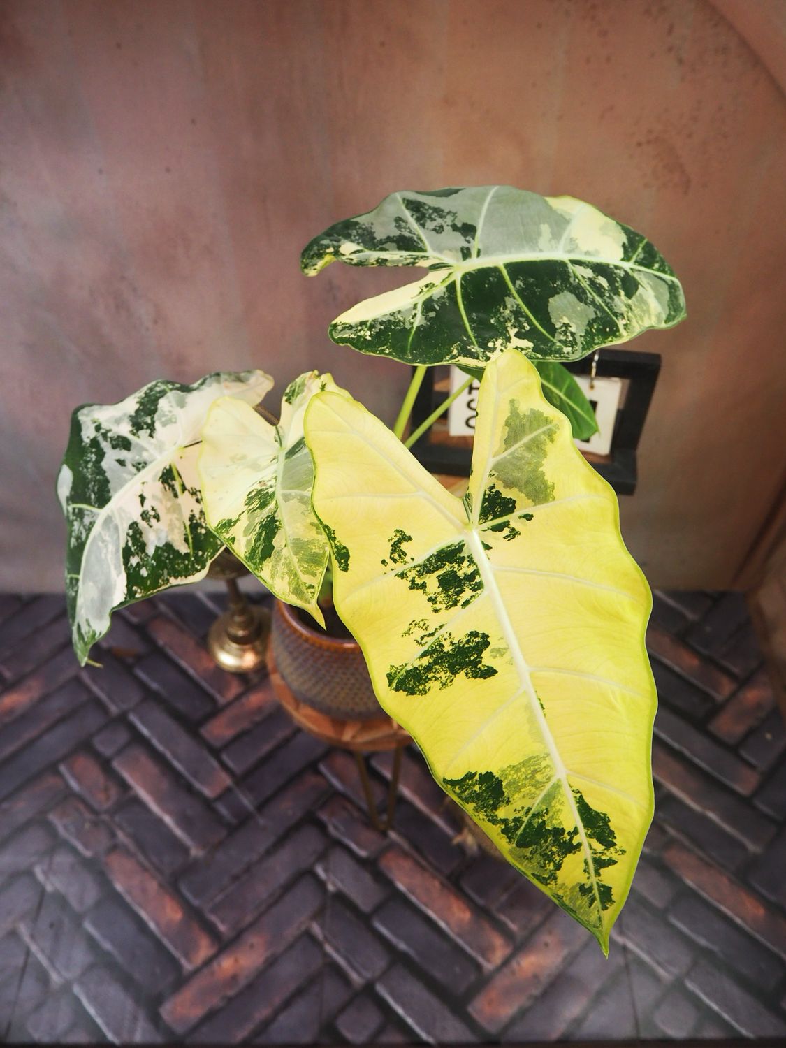 Alocasia Frydek Variegata #1 Alocasia Frydek Variegata #1