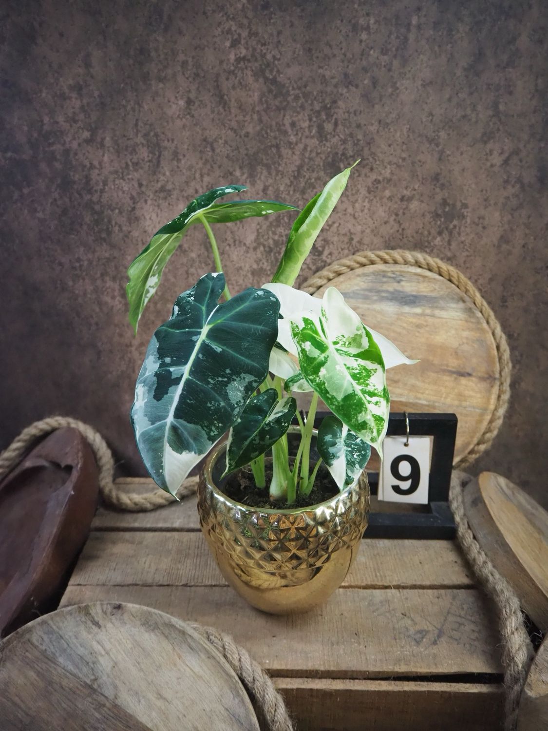 Alocasia Frydek Variegata #9
