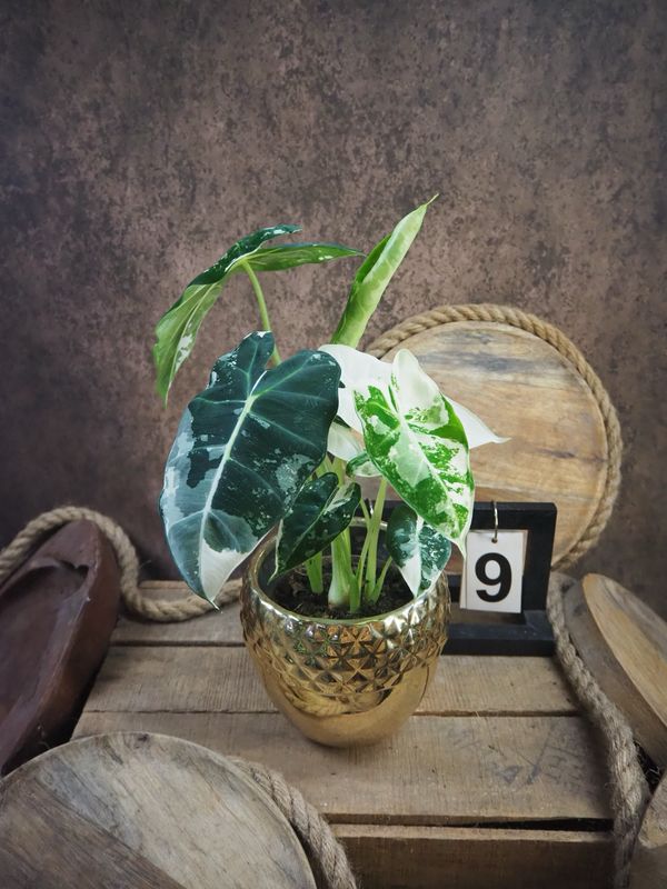 Alocasia Frydek Variegata #9