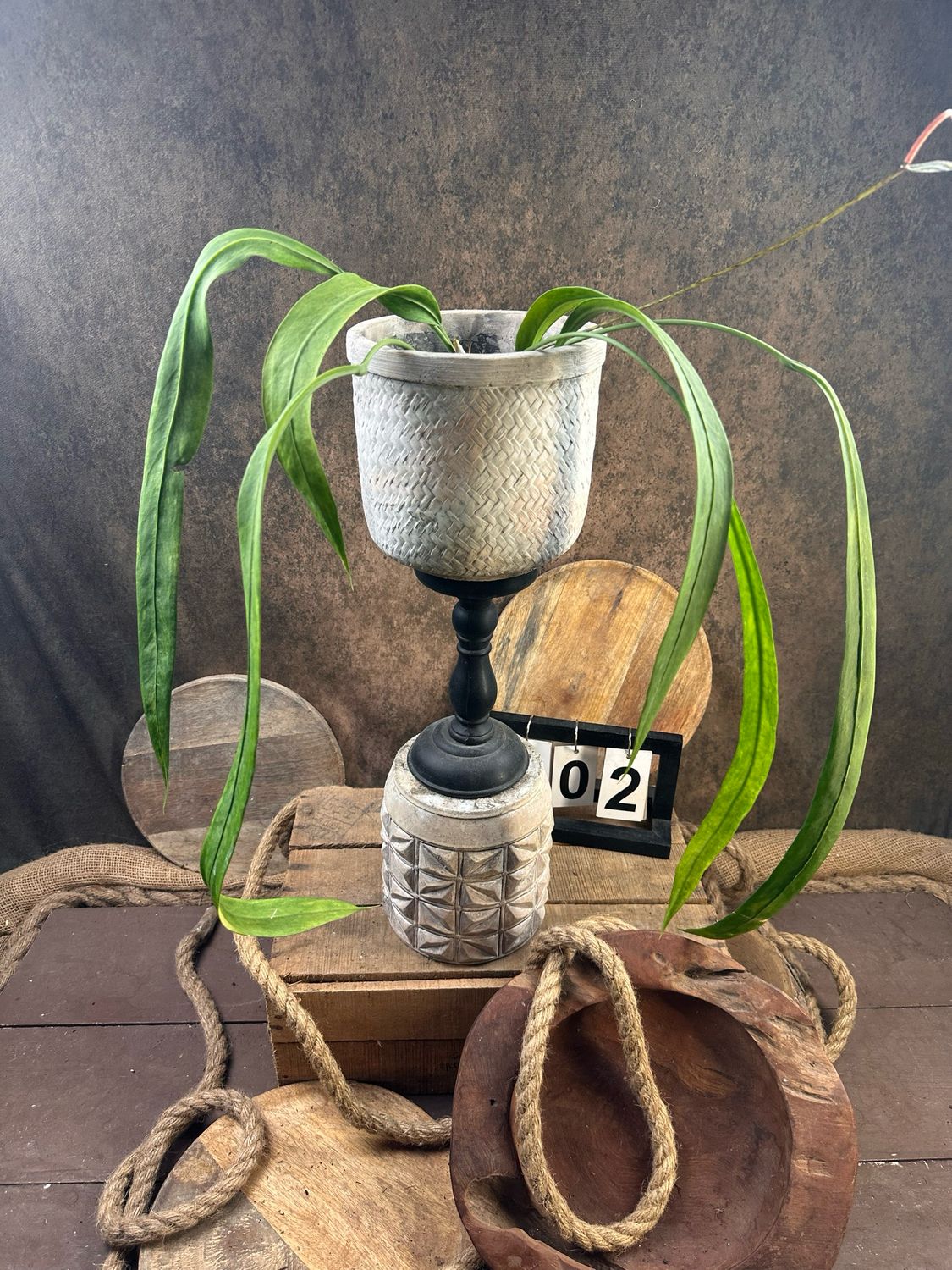 Anthurium vittarifolium Variegata #2