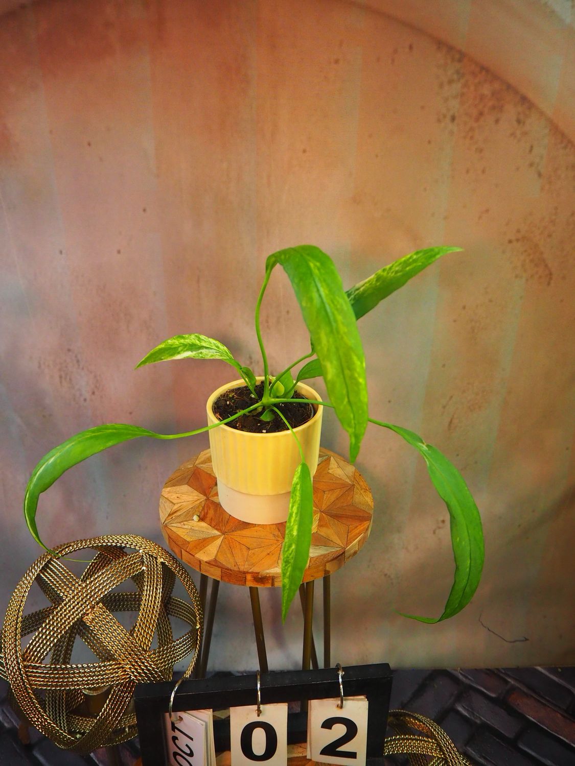 Anthurium vittarifolium Variegata #2