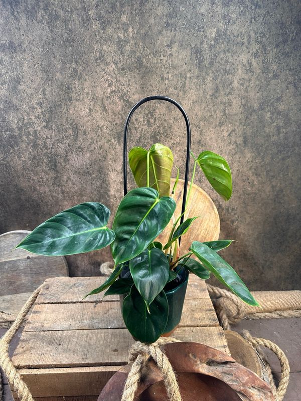 Philodendron Esmeraldense Philodendron Esmeraldense