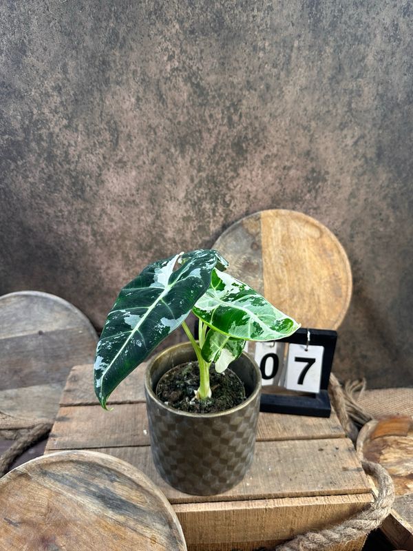 Alocasia Frydek Variegata #7