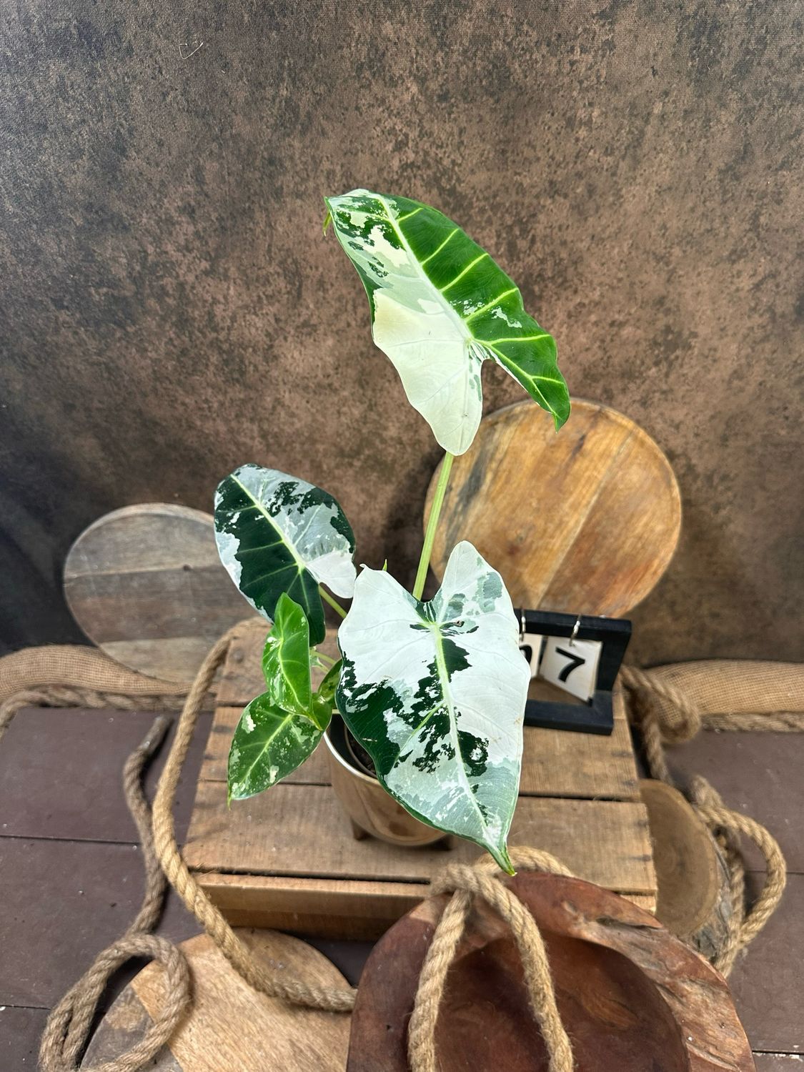 Alocasia Frydek Variegata #7 Alocasia Frydek Variegata #7