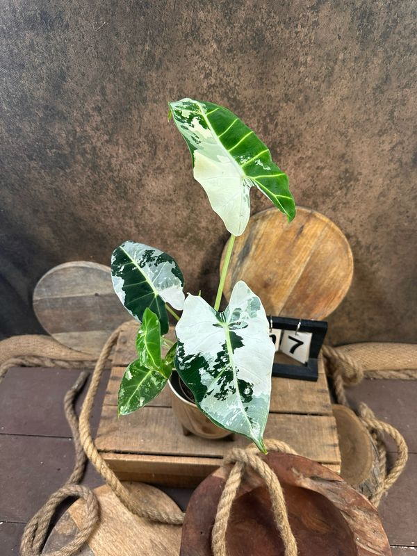 Alocasia Frydek Variegata #7 Alocasia Frydek Variegata #7