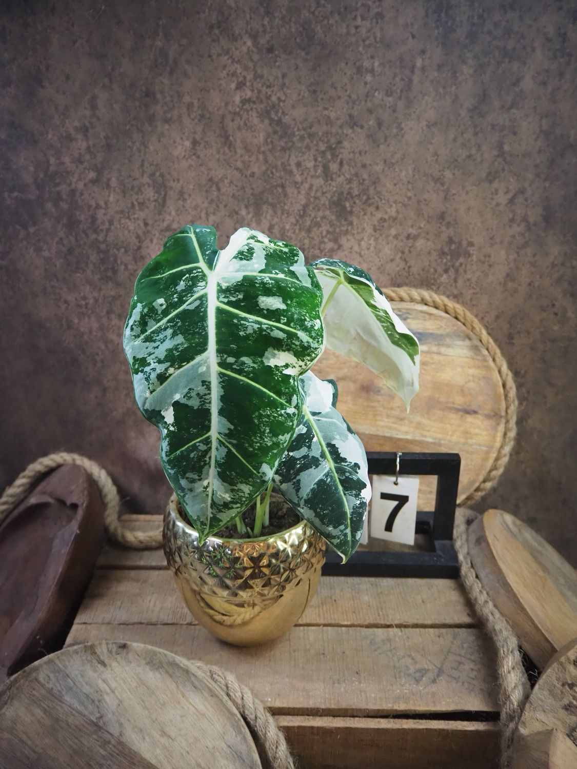 Alocasia Frydek Variegata #7 Alocasia Frydek Variegata #7
