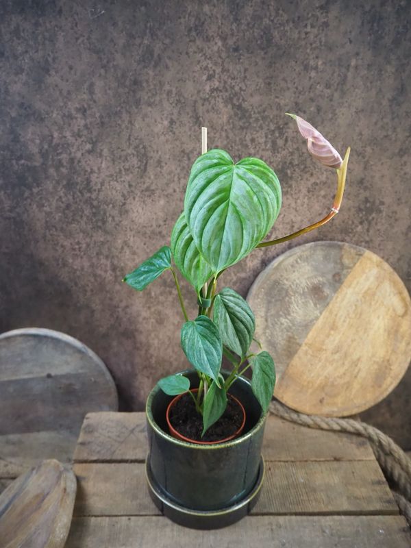 Philodendron Majestic 