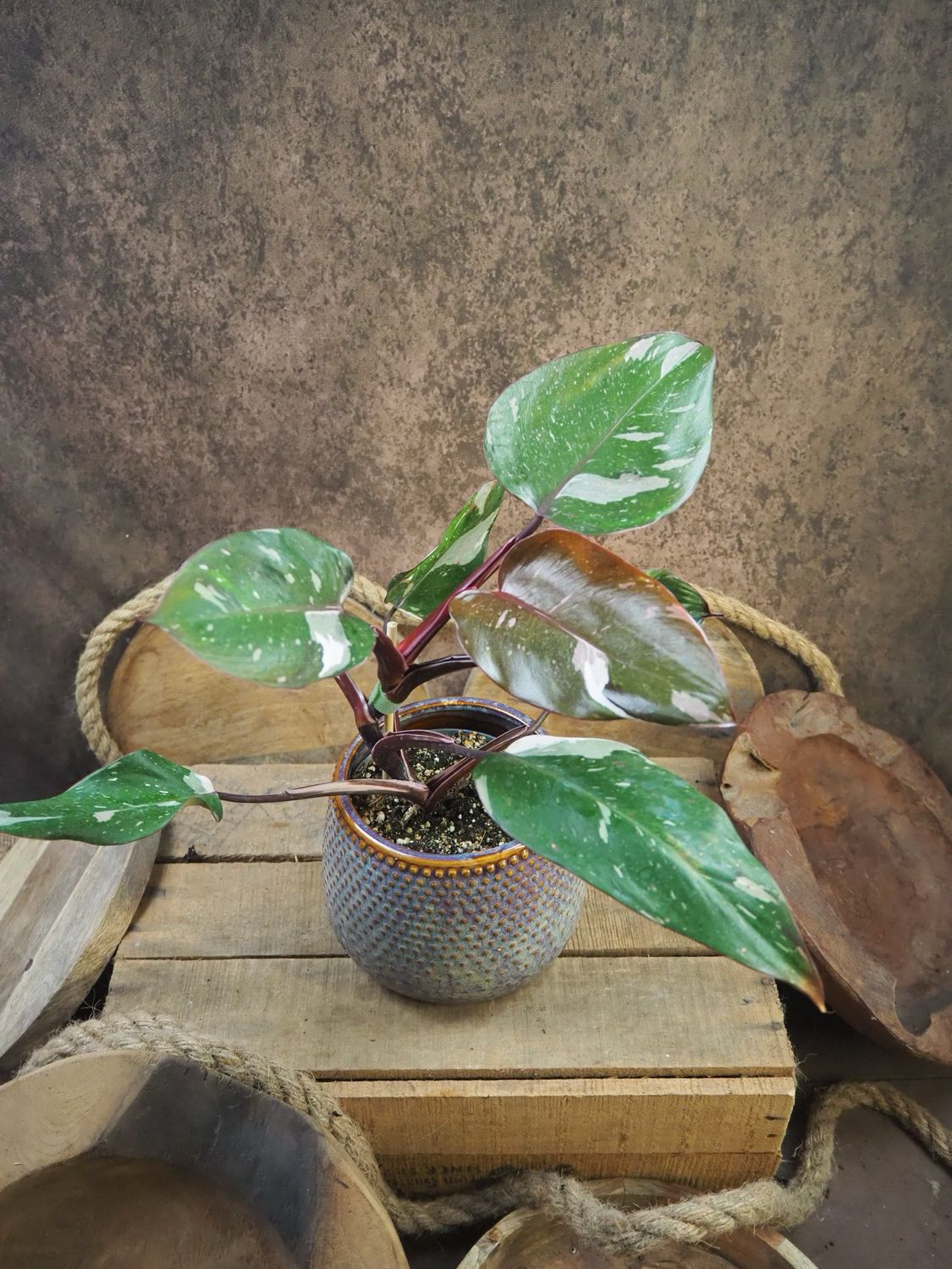 Philodendron Red Anderson Variegata Philodendron Red Anderson Variegata