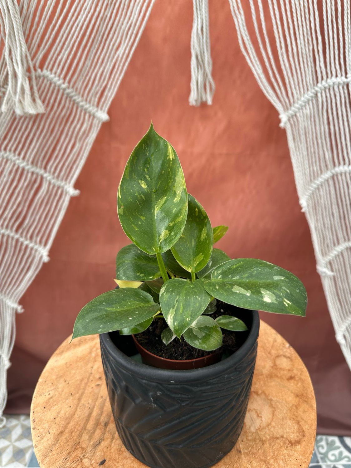 Philodendron Green Congo Variegata