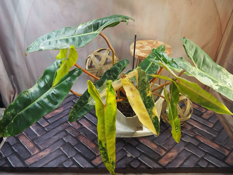 Philodendron Billietiae Variegata