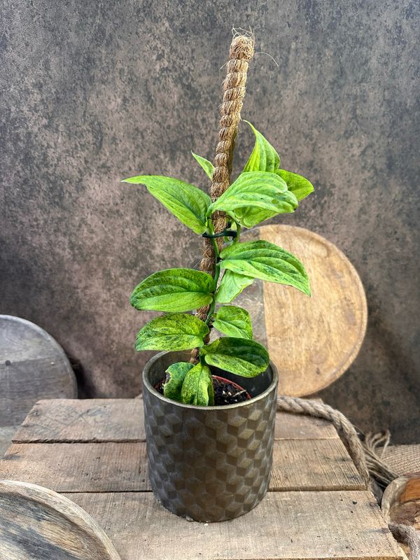 Rhaphidophora korthalsii Marble Vatiegata