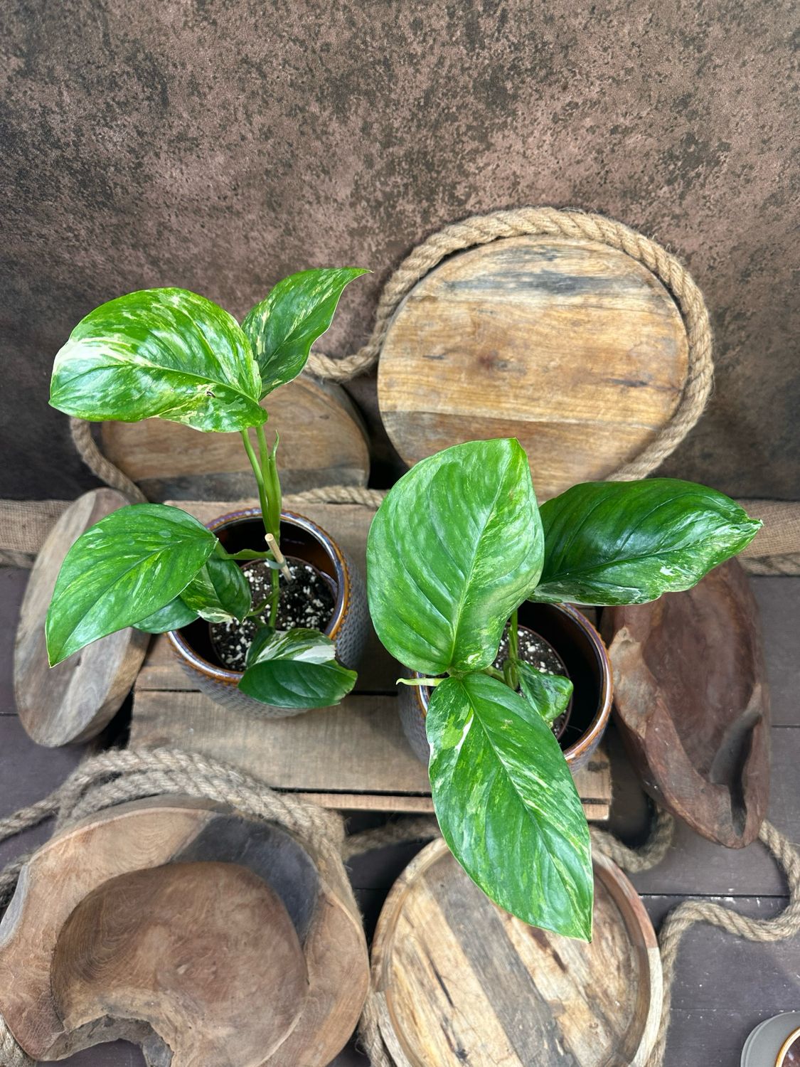 Monstera lechleriana Variegata