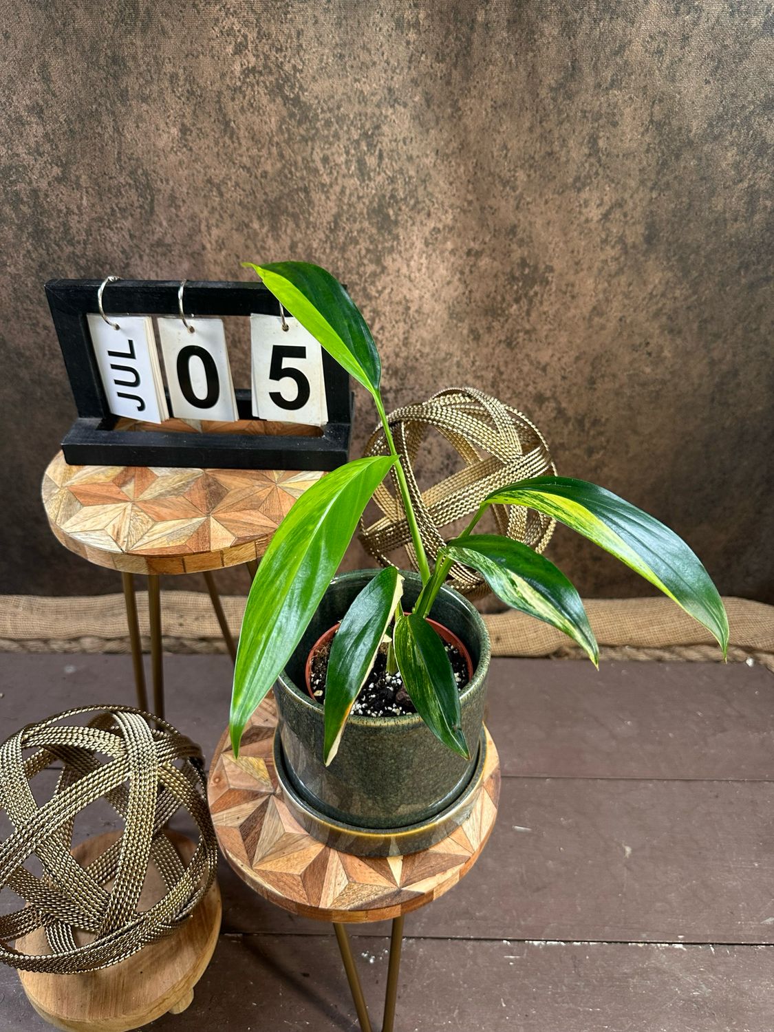 Epipremnum amplissimum Variegata #5 Epipremnum amplissimum Variegata #5