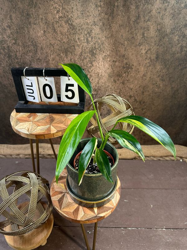Epipremnum amplissimum Variegata #5 Epipremnum amplissimum Variegata #5