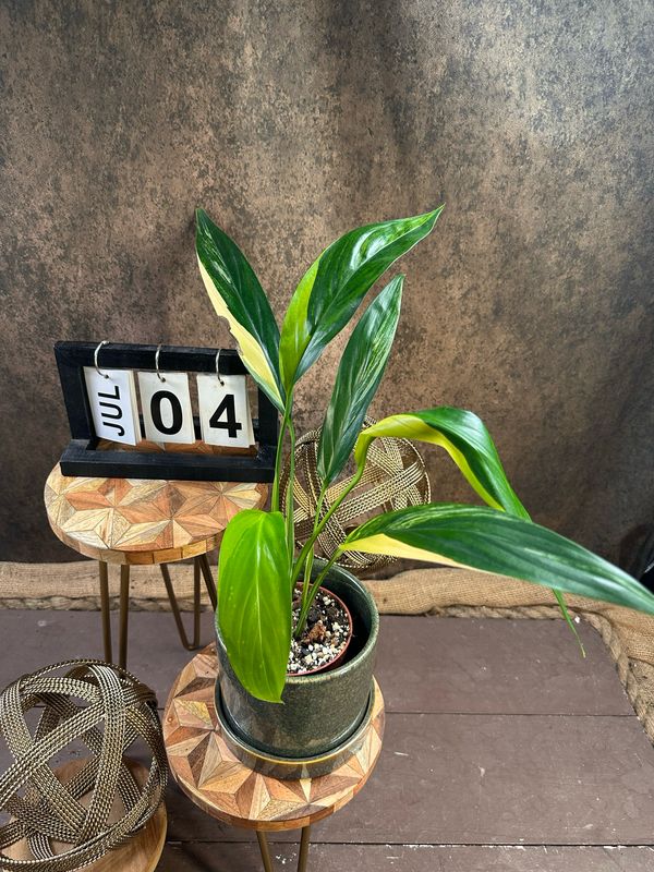 Epipremnum amplissimum Variegata #4 Epipremnum amplissimum Variegata #4