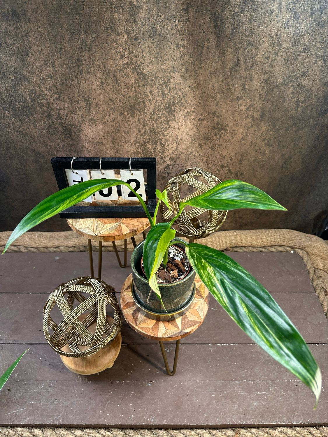 Epipremnum amplissimum Variegata #2 Epipremnum amplissimum Variegata #2