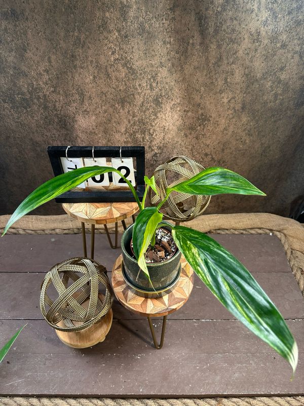 Epipremnum amplissimum Variegata #2 Epipremnum amplissimum Variegata #2