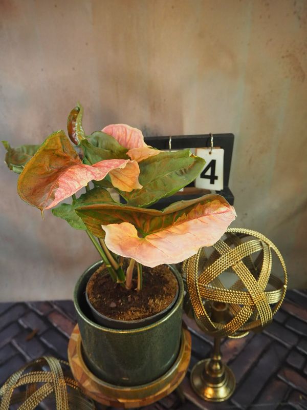 Syngonium Strawberry ICE Galaxy #4