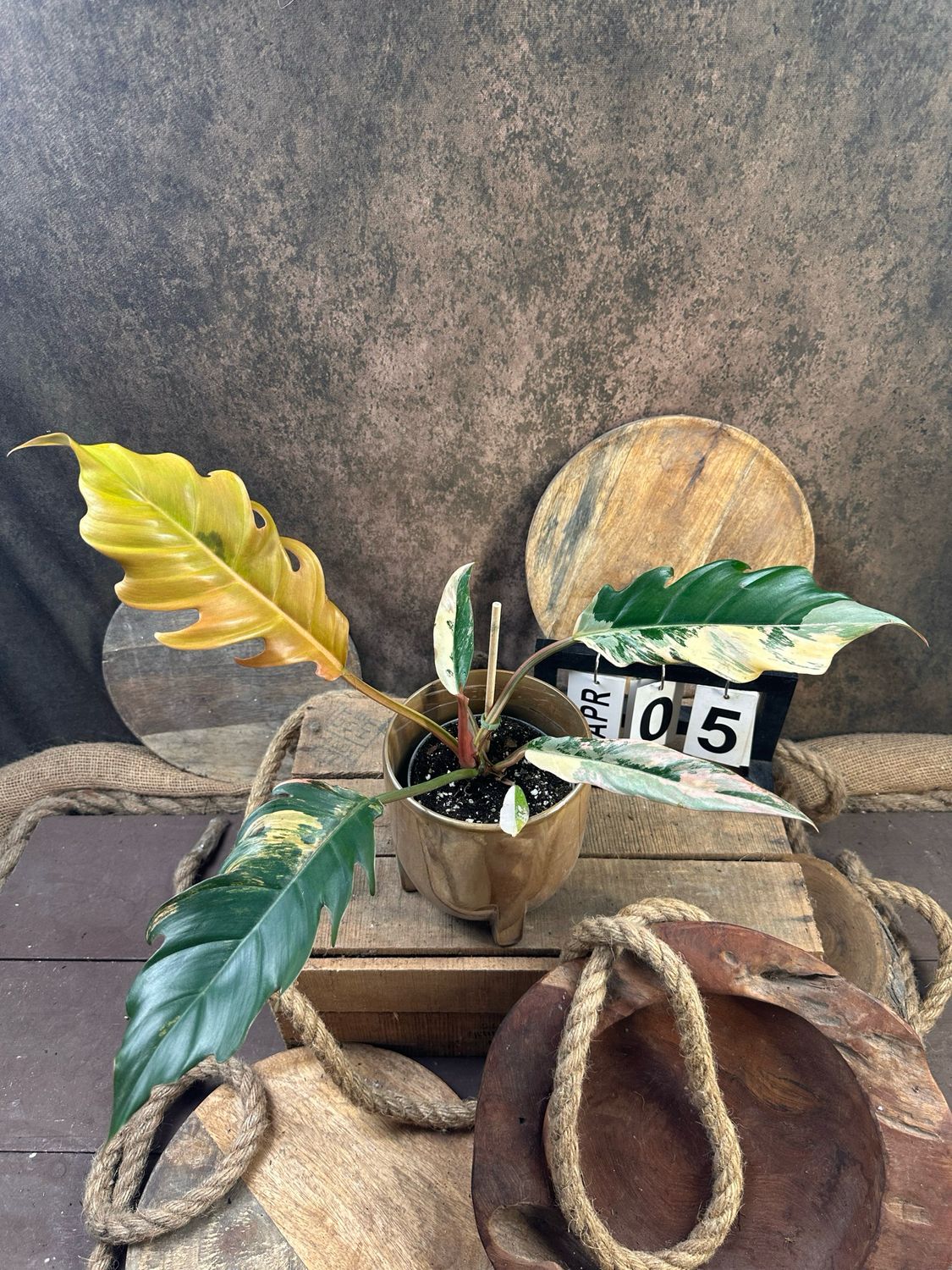 Philodendron Caramel Marble #5