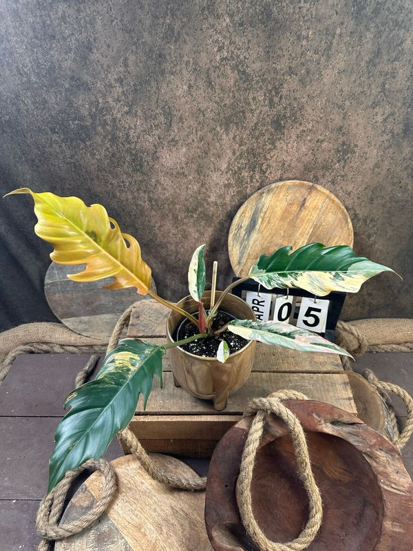 Philodendron Caramel Marble #5