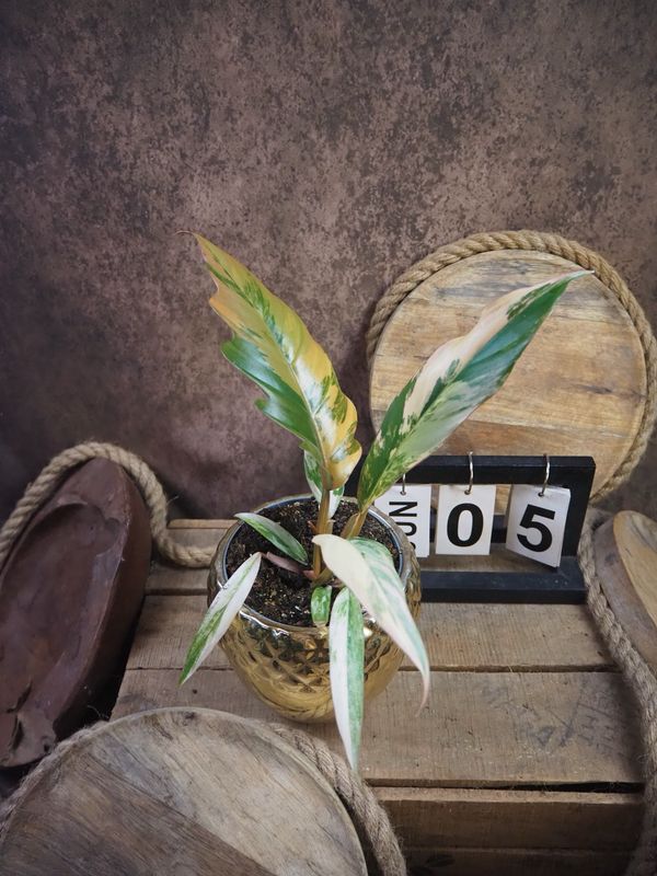 Philodendron Caramel Marble #M5