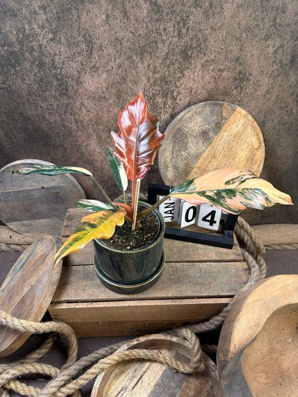 Philodendron Caramel Marble #4