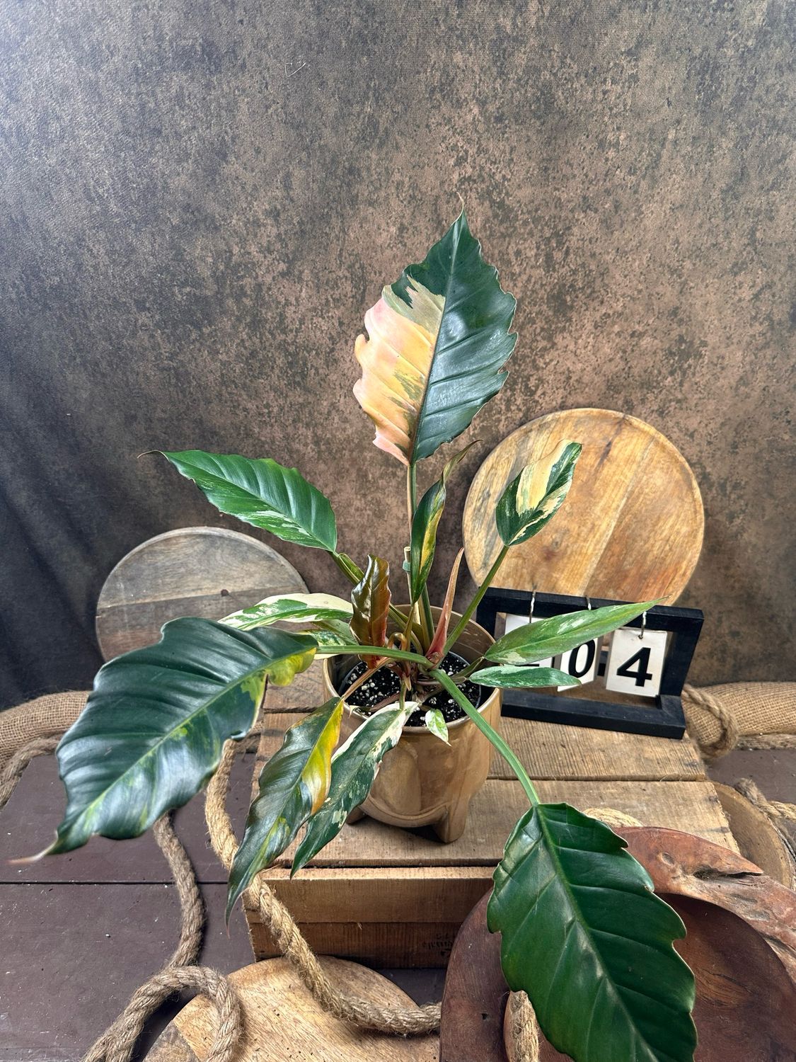 Philodendron Caramel Marble #4