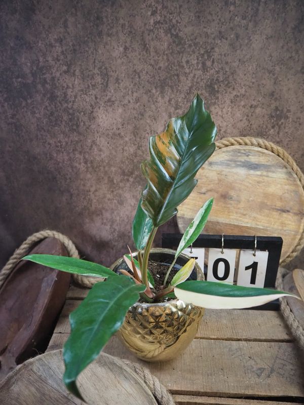 Philodendron Caramel Marble #M1