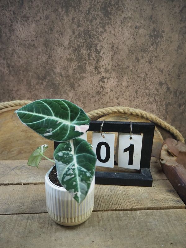 Alocasia Black Velvet Pink Variegata #1 Alocasia Black Velvet Pink Variegata #1