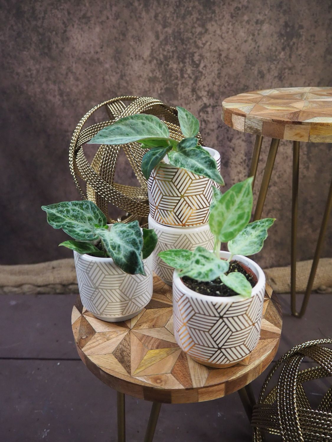 Anthurium Silver Blush Mint Bby Anthurium Silver Blush Mint Bby