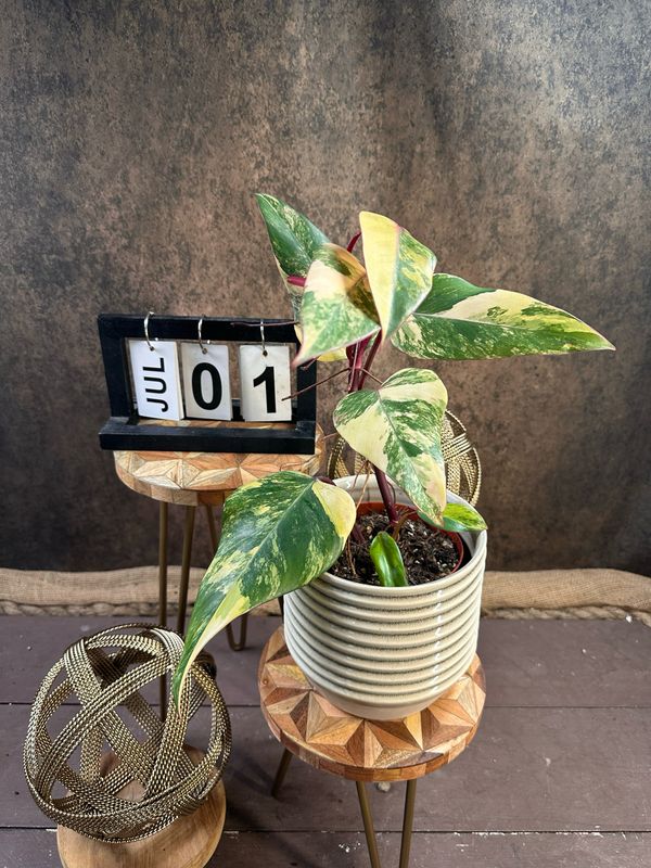 Philodendron Strawberry Shake #I Philodendron Strawberry Shake #I