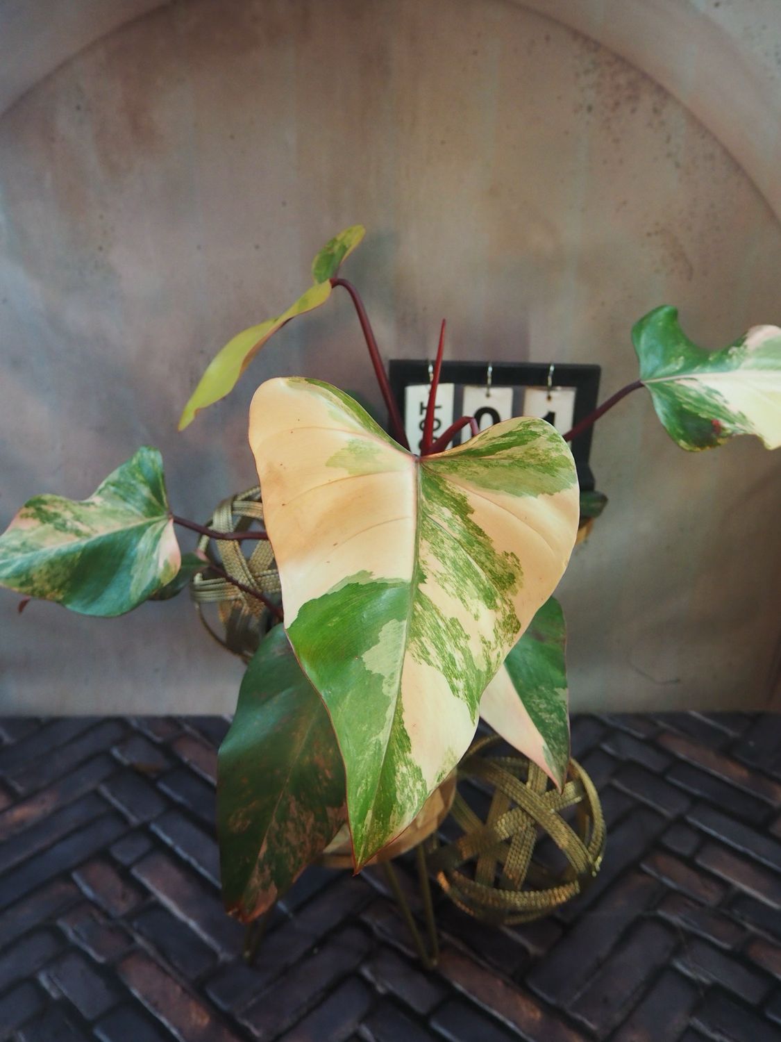Philodendron Strawberry Shake #I