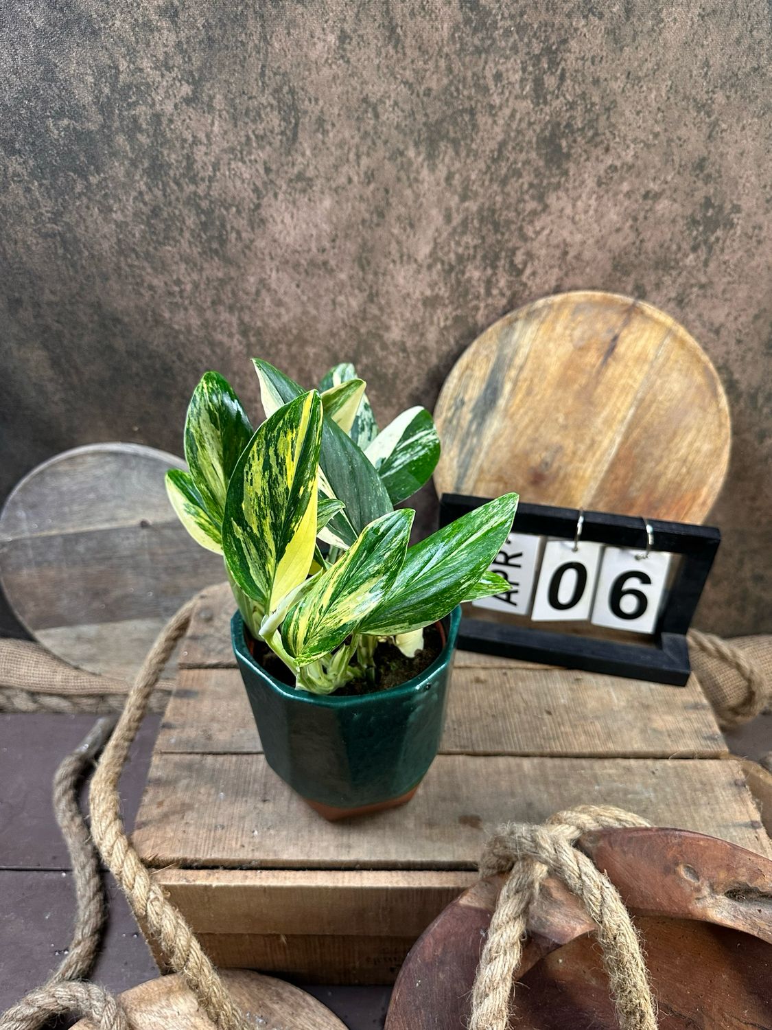 Philodendron stanleyana ‚Cobra‘ Aurea #6