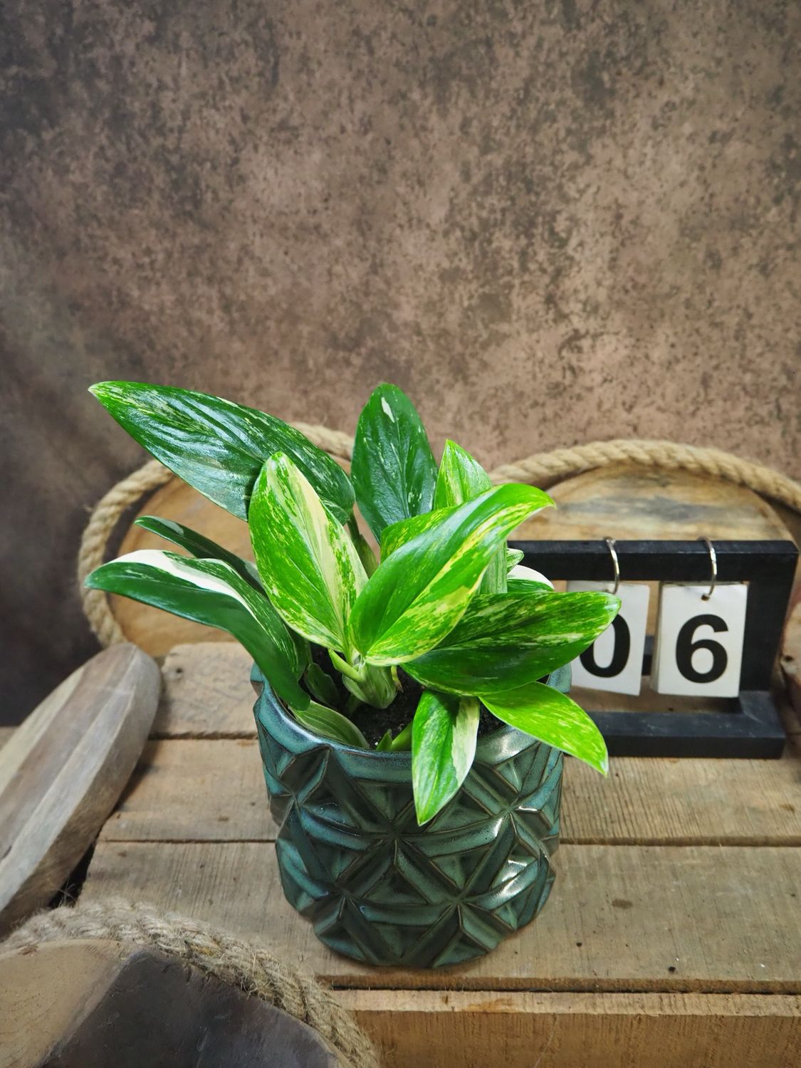 Philodendron stanleyana ‚Cobra‘ Aurea #6