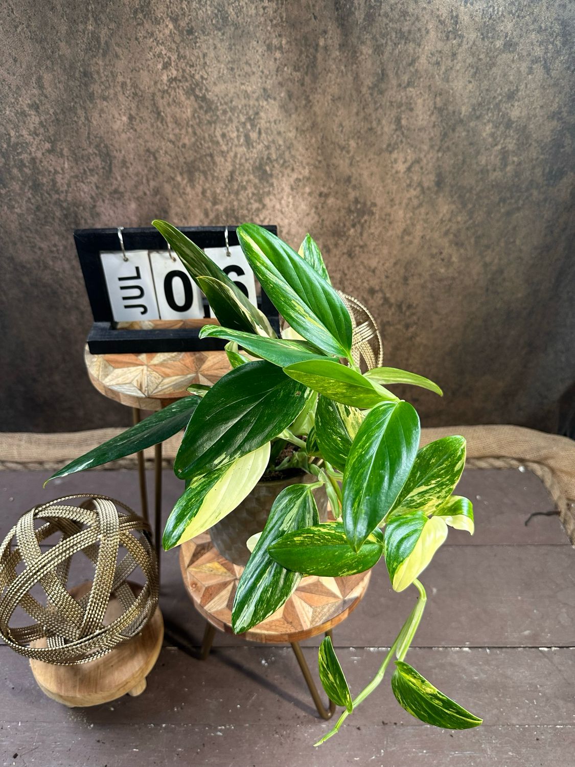 Philodendron stanleyana ‚Cobra‘ Aurea #6 Philodendron stanleyana ‚Cobra‘ Aurea #6