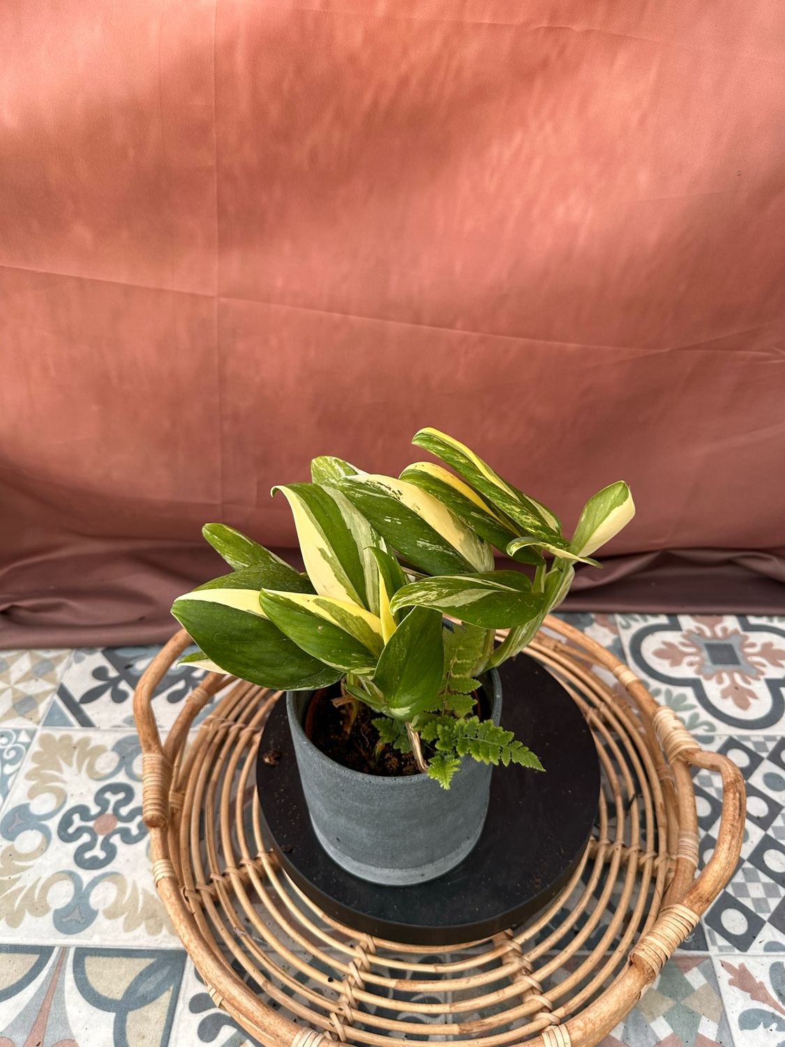 Philodendron stanleyana ‚Cobra‘ Aurea #6 Philodendron stanleyana ‚Cobra‘ Aurea #6