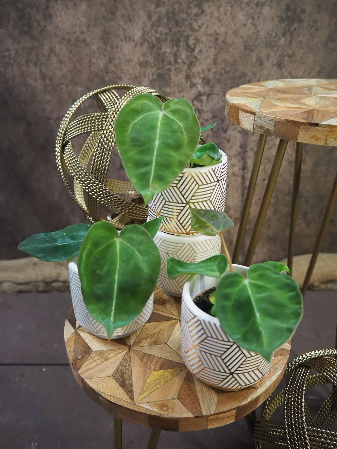 Anthurium forgetii Bby