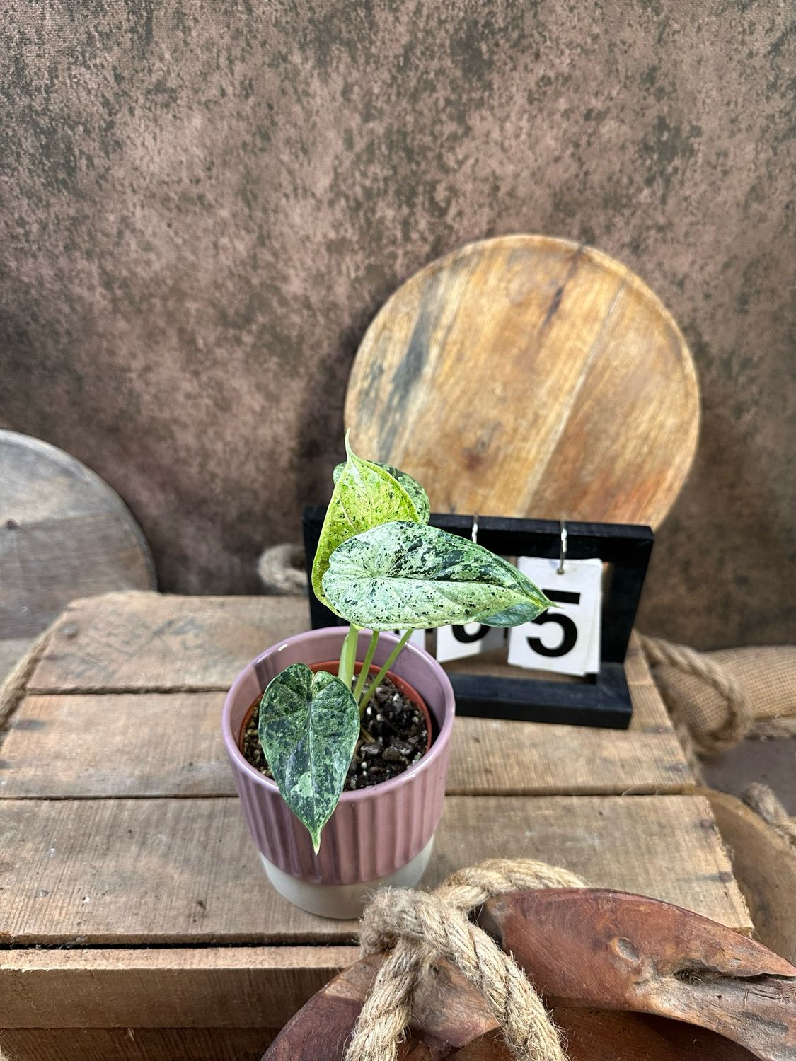 Alocasia Dragon Scale Mint Variegata #5 Alocasia Dragon Scale Mint Variegata #5