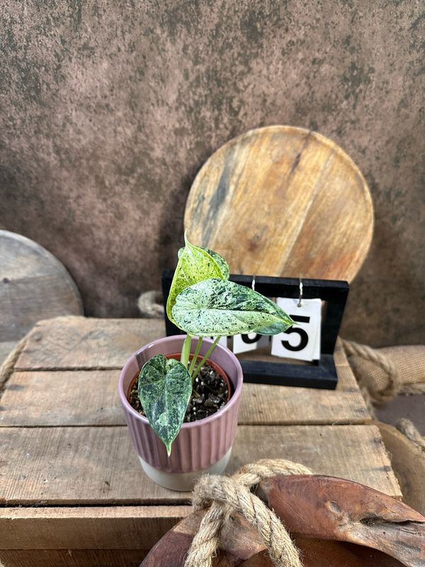 Alocasia Dragon Scale Mint Variegata #5 Alocasia Dragon Scale Mint Variegata #5