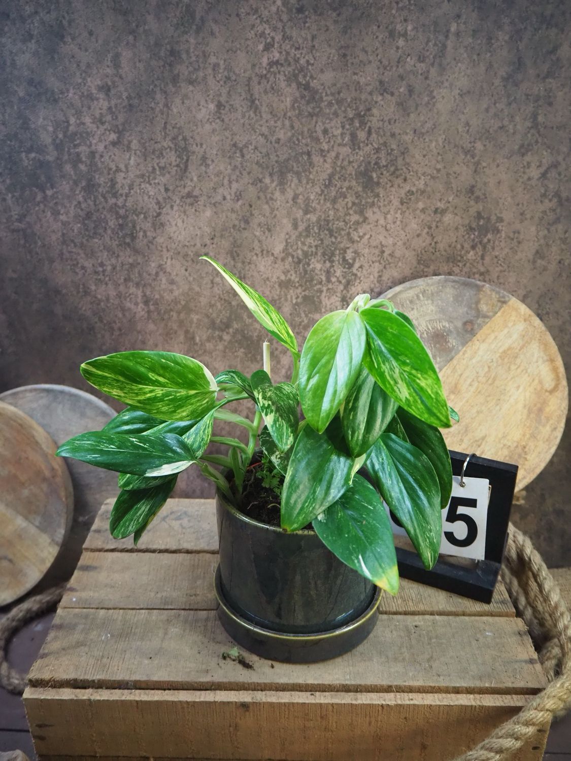 Philodendron stanleyana ‚Cobra‘ Aurea Variegata #5 Philodendron stanleyana ‚Cobra‘ Aurea Variegata #5