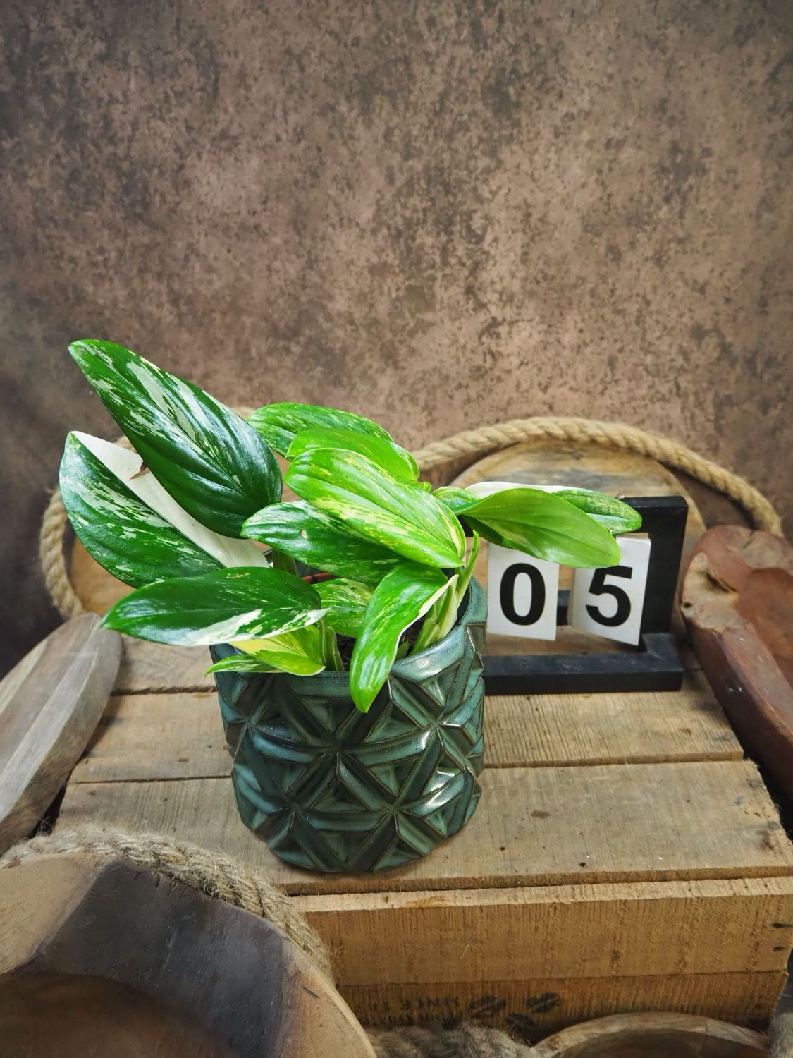 Philodendron stanleyana ‚Cobra‘ Aurea Variegata #5 Philodendron stanleyana ‚Cobra‘ Aurea Variegata #5