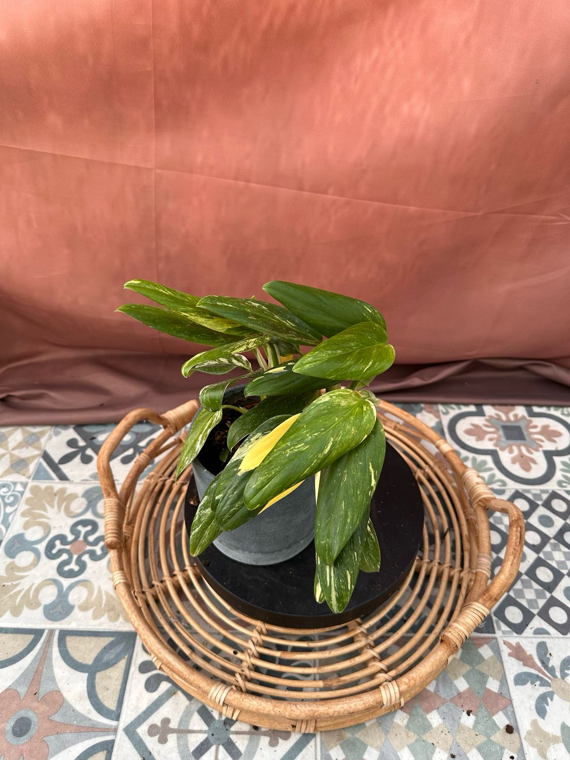 Philodendron stanleyana ‚Cobra‘ Aurea Variegata #5