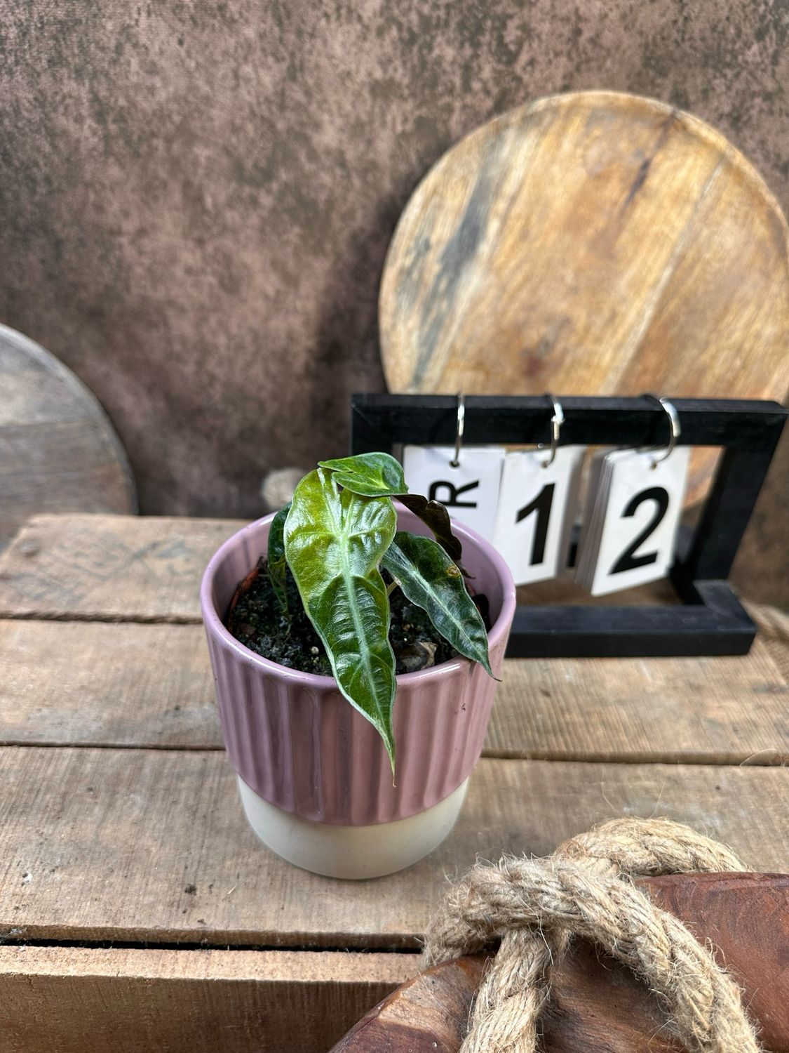 Alocasia Polly Aurea Variegata #12