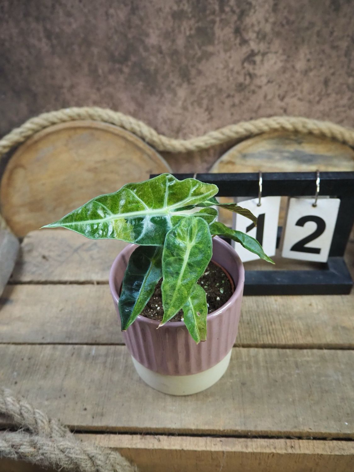 Alocasia Polly Aurea Variegata #12