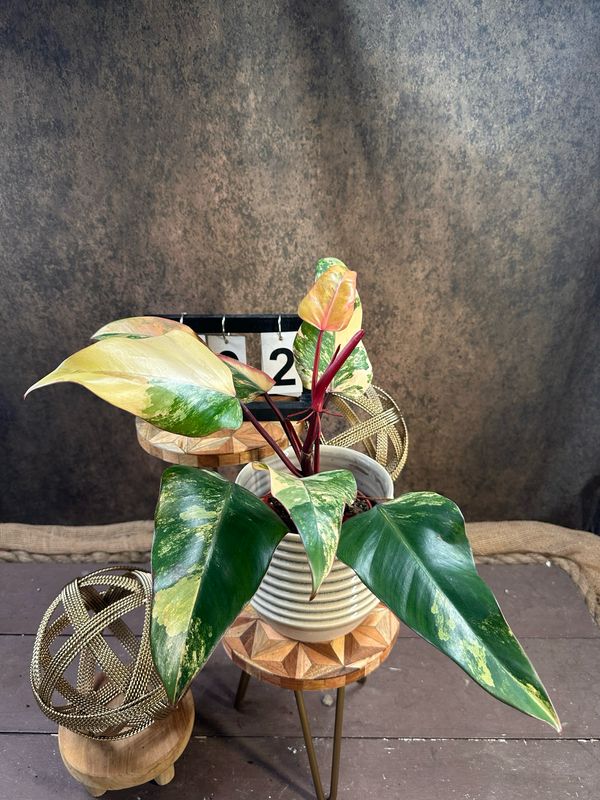 Philodendron Strawberry Shake #II Philodendron Strawberry Shake #II