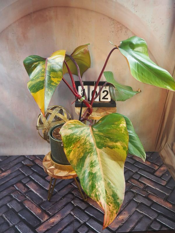 Philodendron Strawberry Shake #II Philodendron Strawberry Shake #II