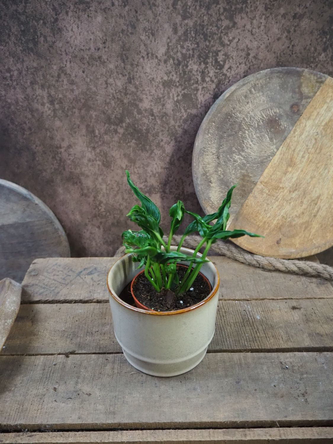 Epipremnum Shangri La Epipremnum Shangri La