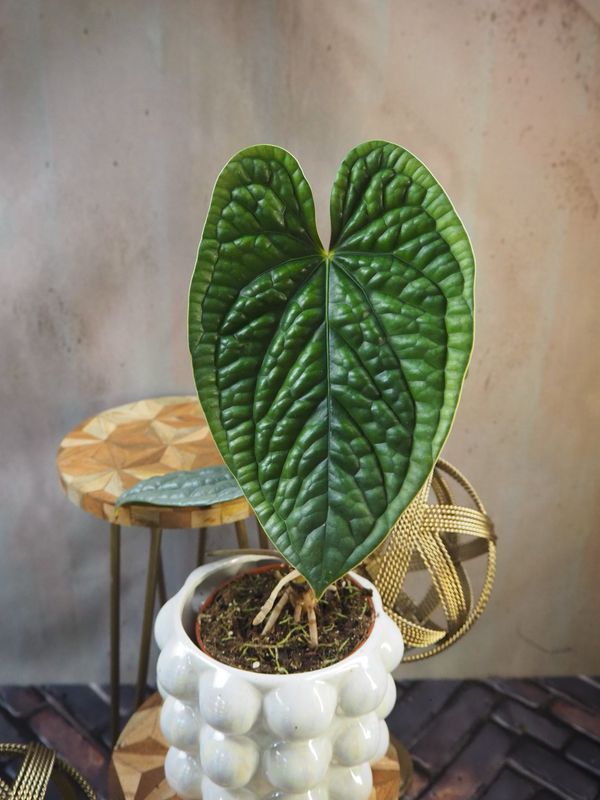 Anthurium Luxurians M