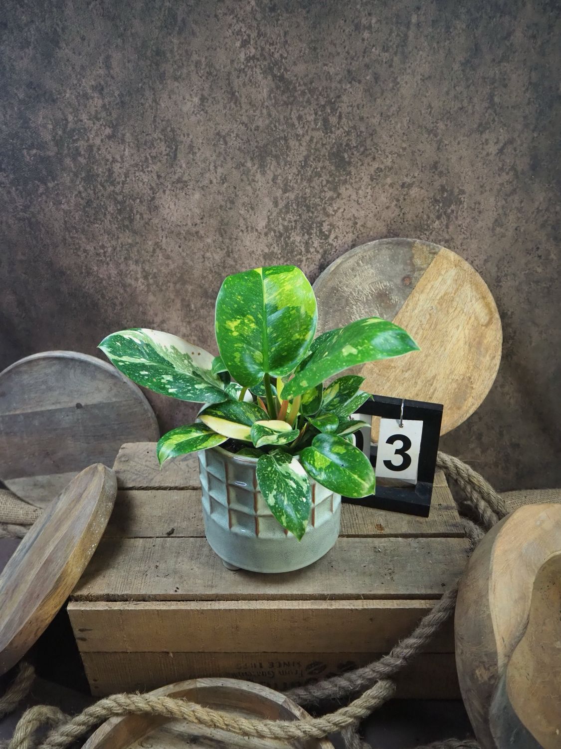 Philodendron Green Congo Marble Variegata #3 Philodendron Green Congo Marble Variegata #3