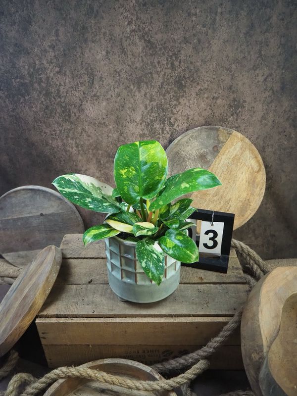 Philodendron Green Congo Marble Variegata #3